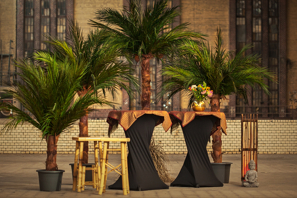 Palmen24 ☀ Rent palms